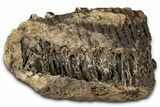 Hadrosaur (Edmontosaurus) Jaw Section with Teeth - Montana #353327-5
